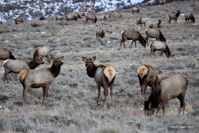 3 Reasons to Book a Trip to Jackson, Wyoming Right Now, National Elk Refuge, HeidiTown.com