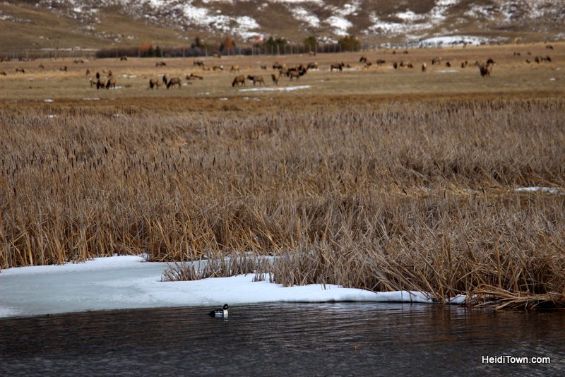 3 Reasons to Book a Trip to Jackson, Wyoming Right Now, National Elk Refuge, bufflehead & elk, HeidiTown.com