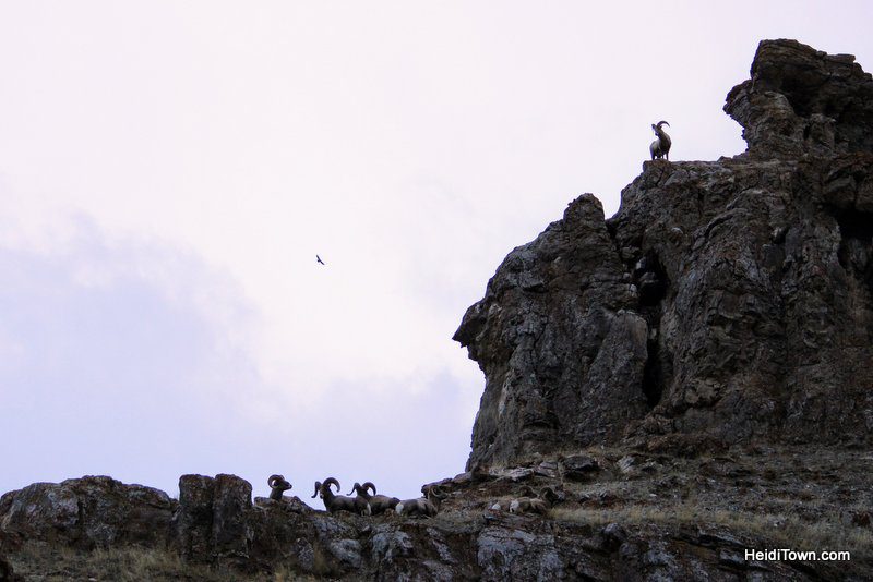 3 Reasons to Book a Trip to Jackson, Wyoming Right Now, National Elk Refuge, the boys of winter, bighorn sheep HeidiTown.com