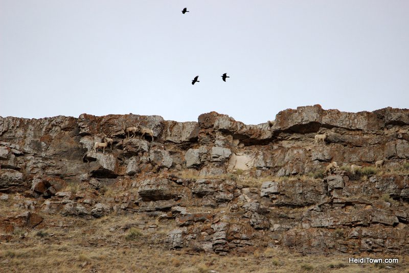 A Wildlife Tour With Jackson Hole Eco Tour Adventures, bighorn sheep in the National Elk Refuge