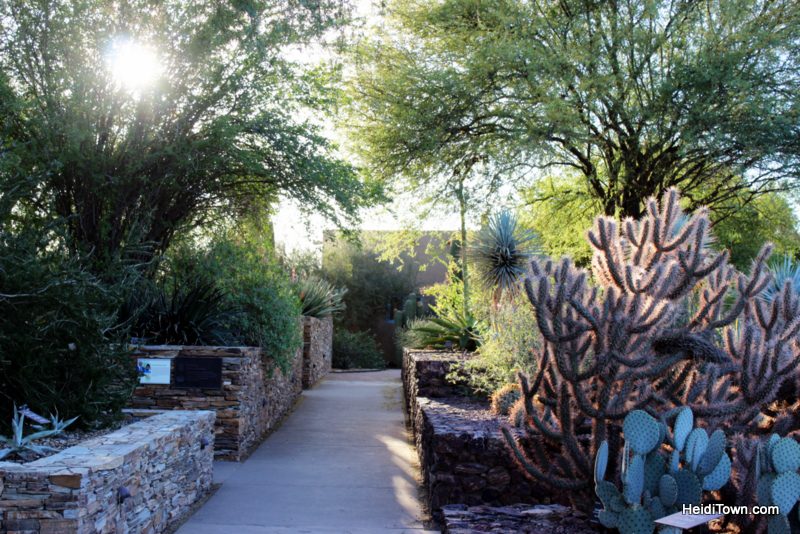 Visit Another Planet Arizona S Desert Botanical Garden