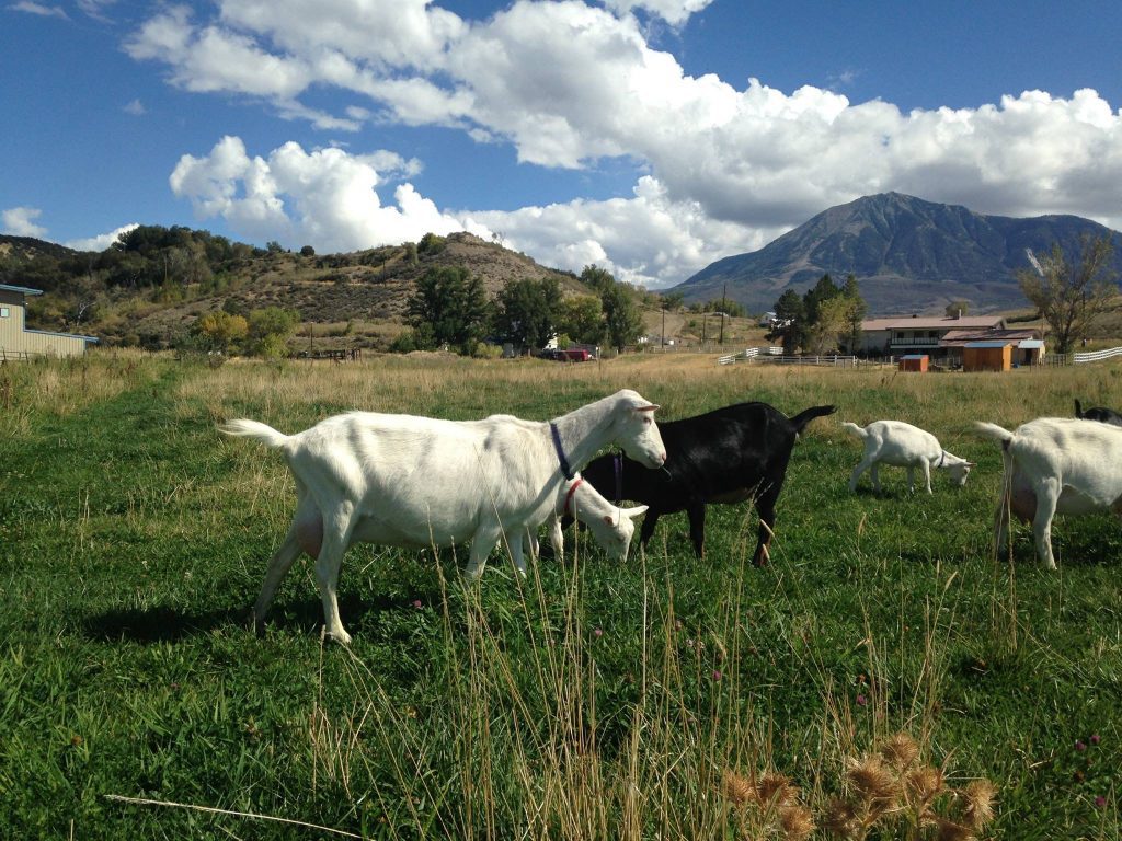 Traveling with Mom A Mother's Day Gift She'll Never Forget. Western Culture Farmstead Creamery goats
