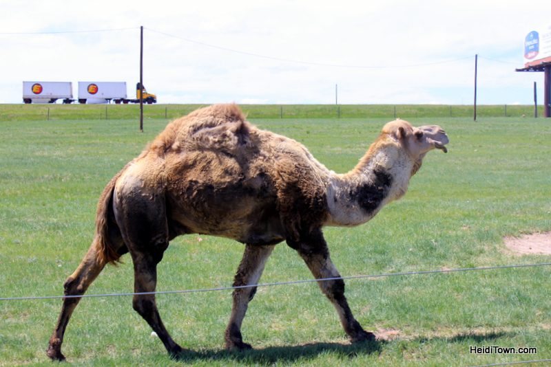 Terry Bison Ranch Where the Deer & the Camels Play 1. HeidiTown.com