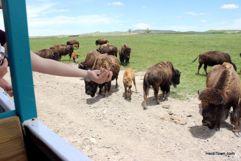 Terry Bison Ranch Where the Deer & the Camels Play 3. HeidiTown.com
