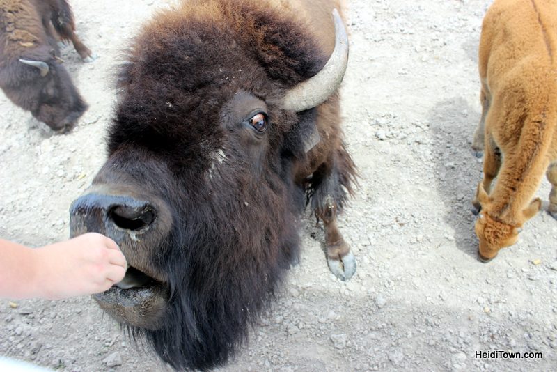 Terry Bison Ranch Where the Deer & the Camels Play 4. HeidiTown.com