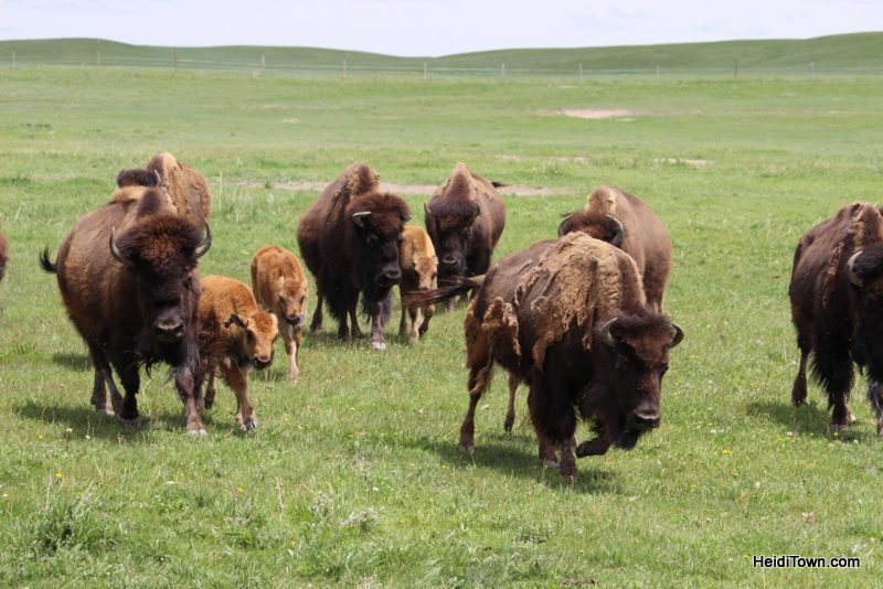 Terry Bison Ranch Where the Deer & the Camels Play 6. HeidiTown.com