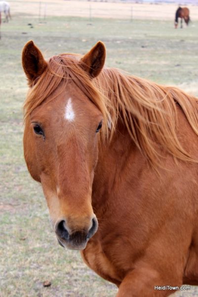 Visit 350 Wild Horses at Deerwood Ranch in Wyoming. HeidiTown 10