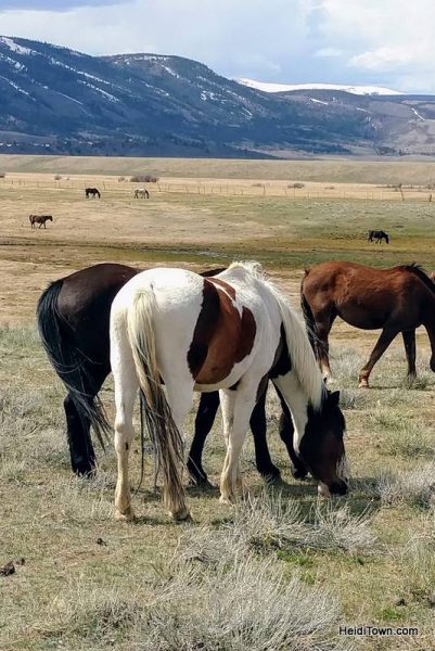 Visit 350 Wild Horses at Deerwood Ranch in Wyoming. HeidiTown 11
