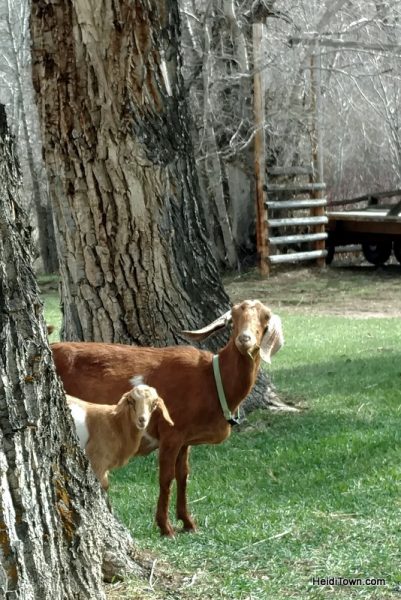 Visit 350 Wild Horses at Deerwood Ranch in Wyoming. HeidiTown 12