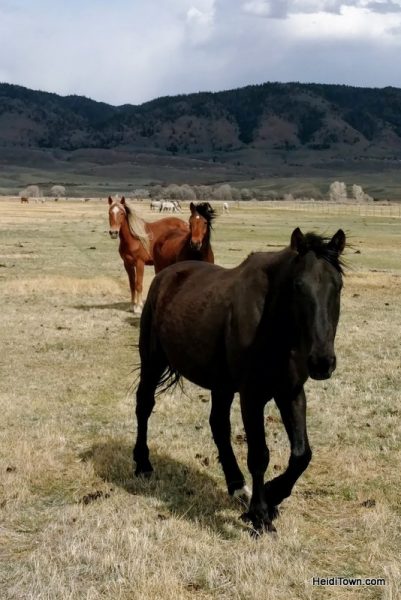 Visit 350 Wild Horses at Deerwood Ranch in Wyoming. HeidiTown 13