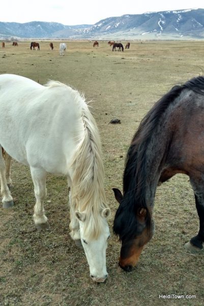 Visit 350 Wild Horses at Deerwood Ranch in Wyoming. HeidiTown 3
