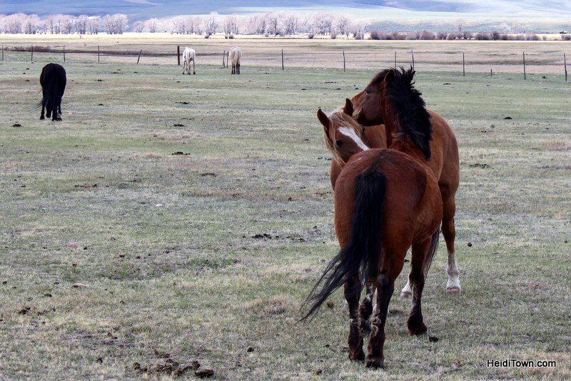 Visit 350 Wild Horses at Deerwood Ranch in Wyoming. HeidiTown 4