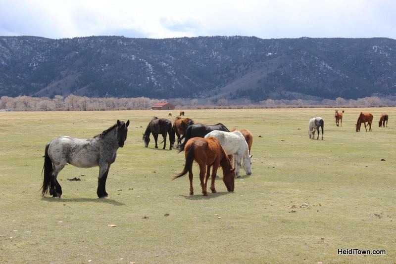 Visit 350 Wild Horses at Deerwood Ranch in Wyoming. HeidiTown 5
