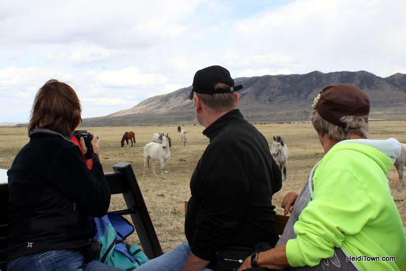Visit 350 Wild Horses at Deerwood Ranch in Wyoming. HeidiTown 6