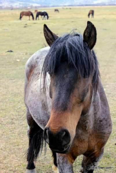Visit 350 Wild Horses at Deerwood Ranch in Wyoming. HeidiTown 7