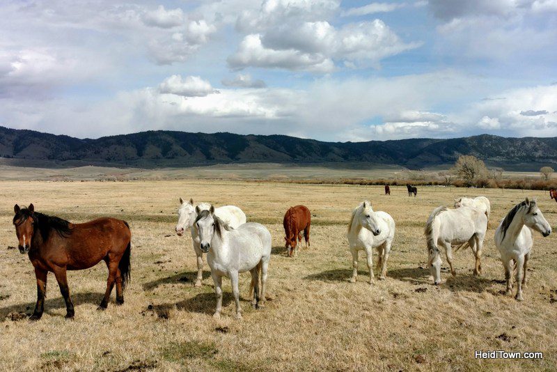 Visit 350 Wild Horses at Deerwood Ranch in Wyoming. HeidiTown 8