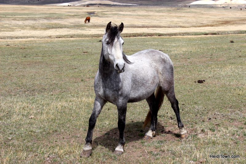 Visit 350 Wild Horses at Deerwood Ranch in Wyoming. HeidiTown 9