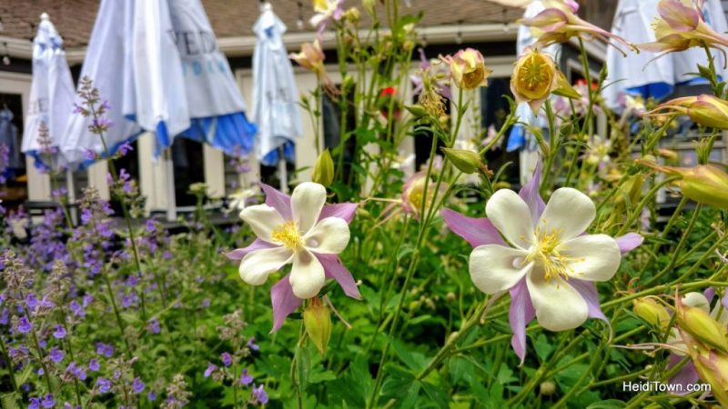 5 Picture Perfect Colorado Summer Towns, columbines bloom in Vail. HeidiTown.com