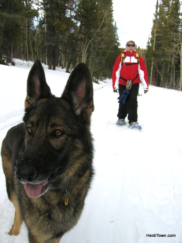 Dog is my Co-Pilot Photos 16. HeidiTown (2)