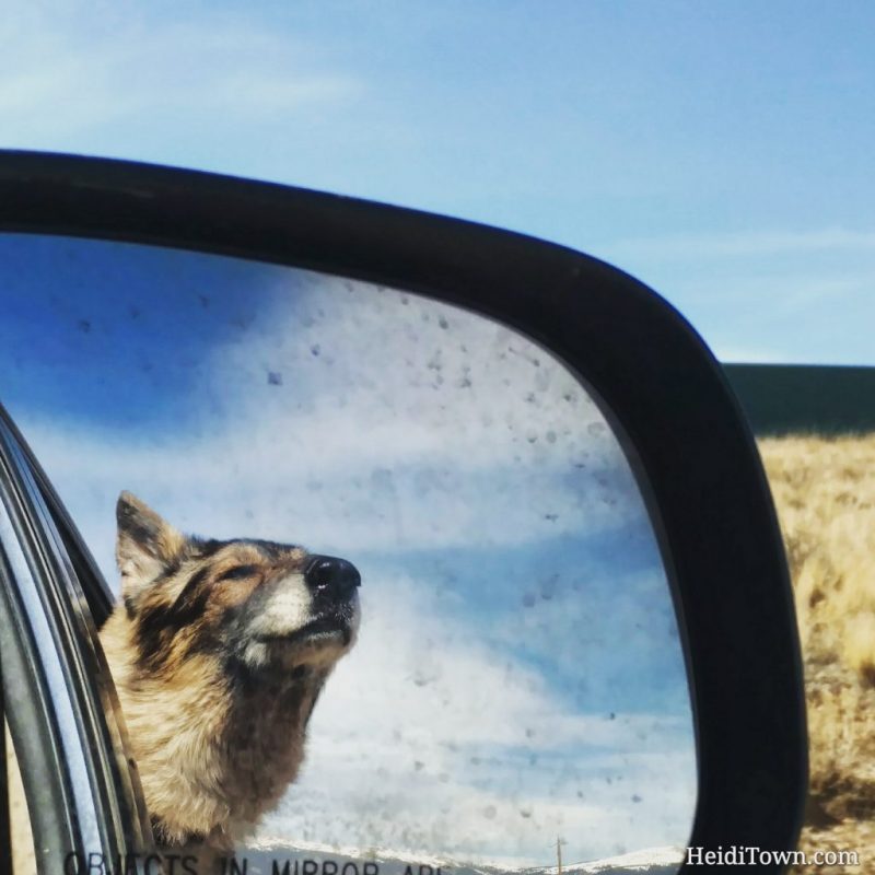 Xena out the car window HeidiTown