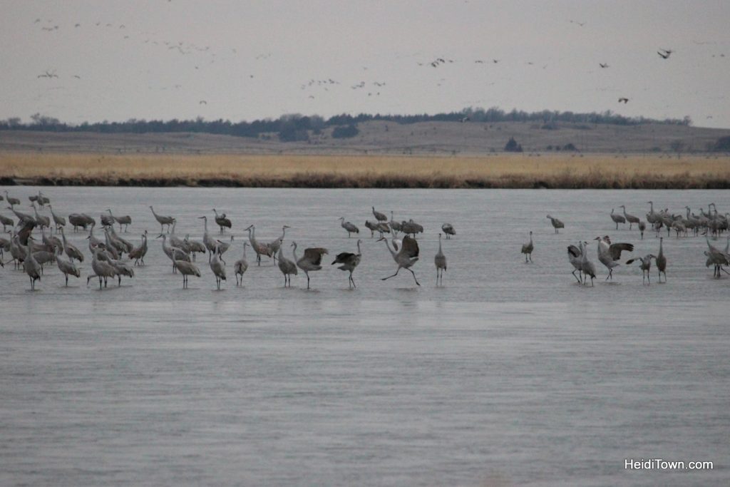 A Night With The Sandhill Cranes At The Crane Trust In >> A Night With The Sandhill Cranes At The Crane Trust In Nebraska A Night With The Sandhill Cranes At The Crane Trust In >> A Night With The Sandhill Cranes At The Crane Trust In Nebraska