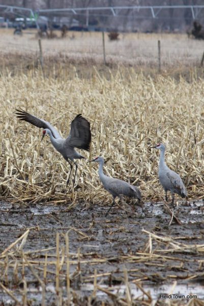 A Night with the Sandhill Cranes at the Crane Trust in Nebraska. HeidiTown (12)