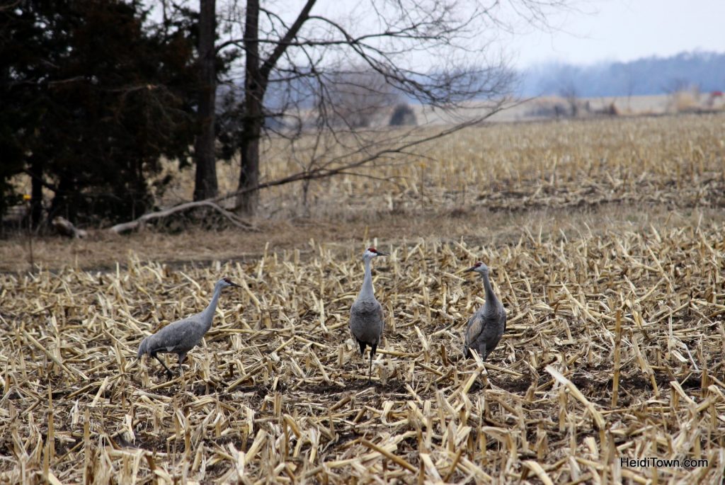 A Night With The Sandhill Cranes At The Crane Trust In >> A Night With The Sandhill Cranes At The Crane Trust In Nebraska A Night With The Sandhill Cranes At The Crane Trust In >> A Night With The Sandhill Cranes At The Crane Trust In Nebraska