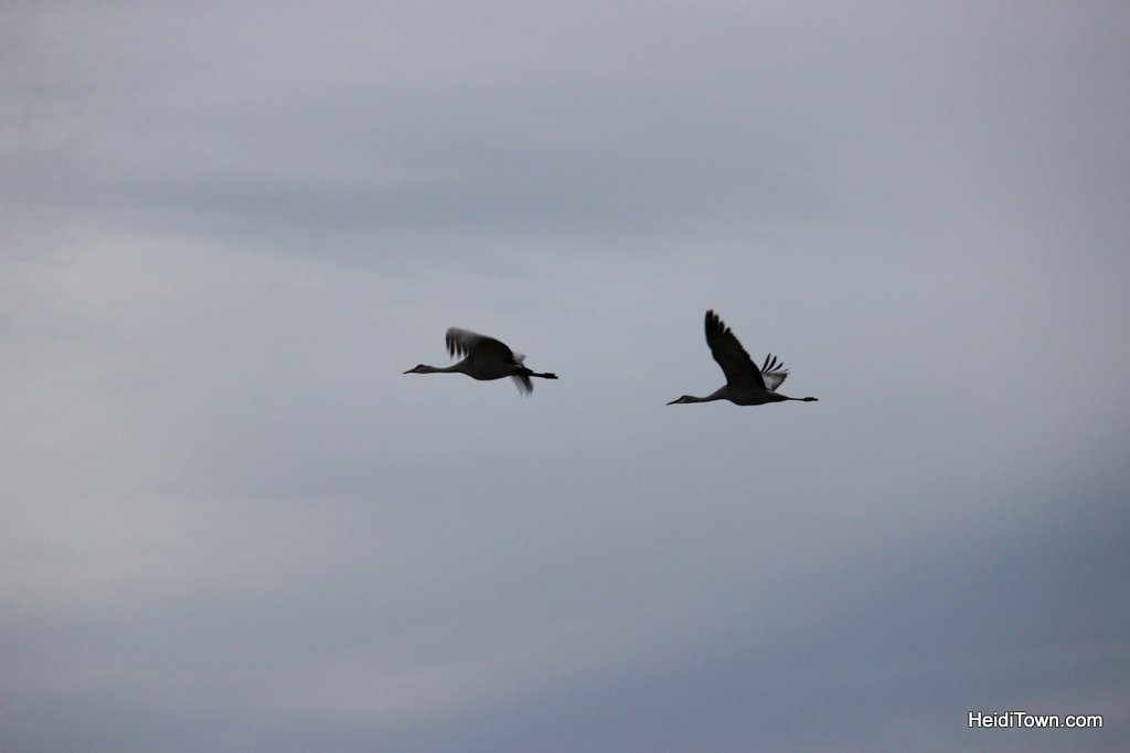 A Night with the Sandhill Cranes at the Crane Trust in Nebraska