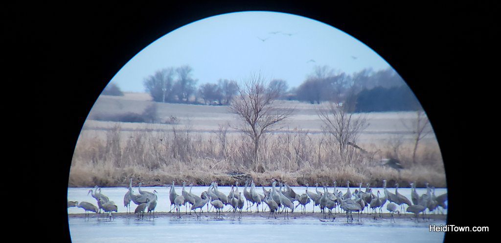 A Night with the Sandhill Cranes at the Crane Trust in Nebraska. HeidiTown (9)