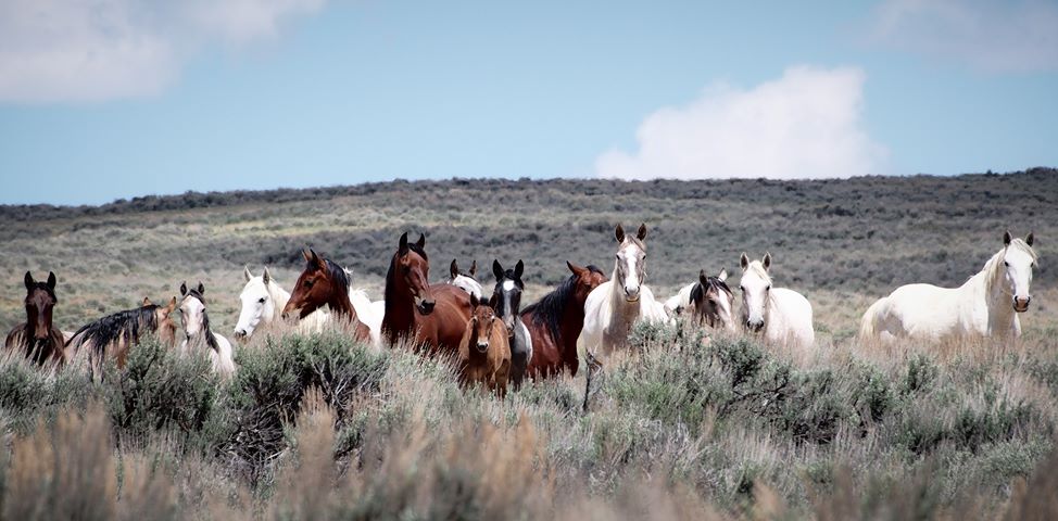 Photo by Aleta Wolf | Sand Wash Basin Wild Horse Advocate Team - SWAT