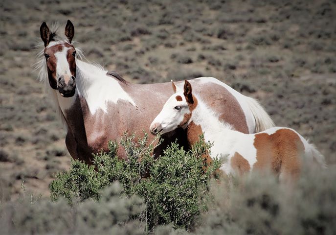 Sand Wash Basin Wild Horse Advocate Team - SWAT 4 Photo by Aleta Wolf
