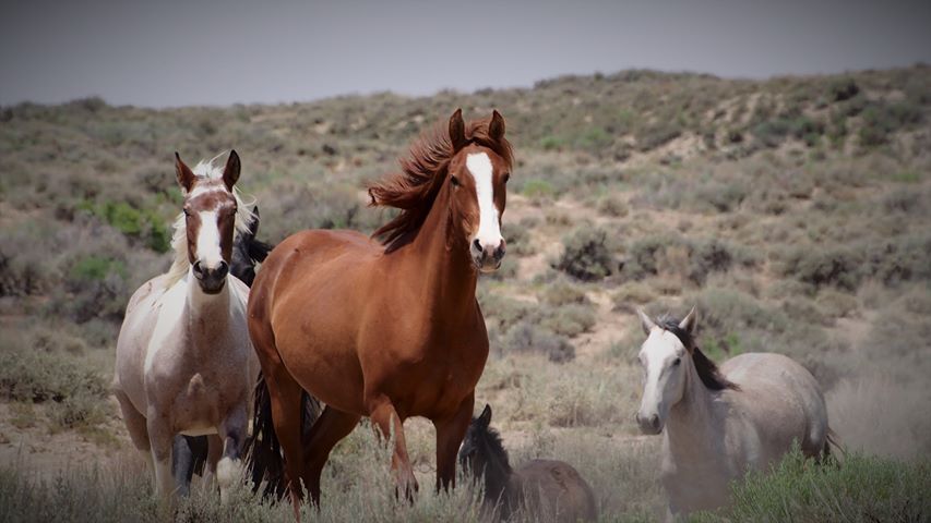 Photo by Aleta Wolf | Sand Wash Basin Wild Horse Advocate Team - SWAT