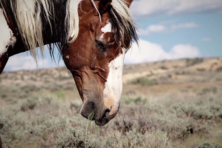 Photo by Aleta Wolf | Sand Wash Basin Wild Horse Advocate Team - SWAT