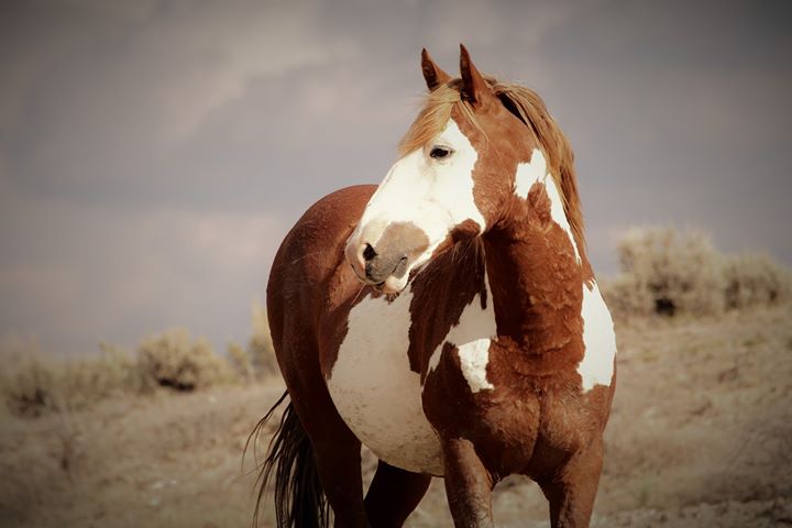 Photo by Aleta Wolf | Sand Wash Basin Wild Horse Advocate Team - SWAT