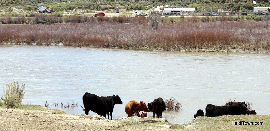 Great American Horse Drive 2019 (9)