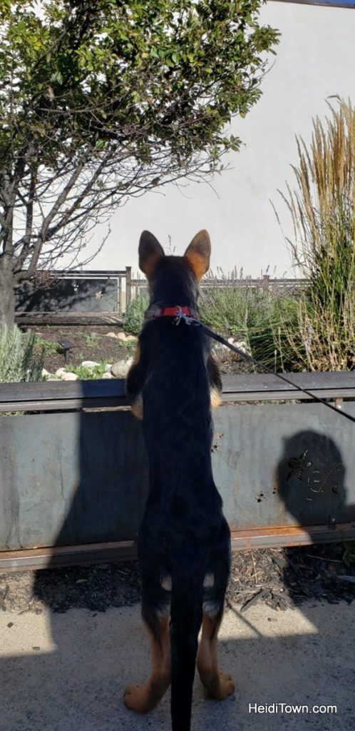 Salida, Colorado is for the Dogs Dog-Friendly Spots Around Town. HeidiTown (11)