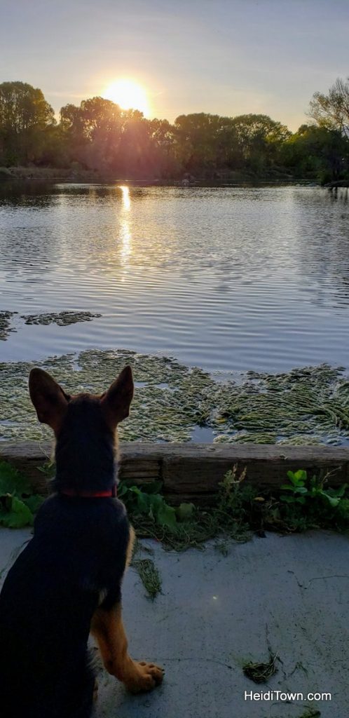 Salida, Colorado is for the Dogs Dog-Friendly Spots Around Town. HeidiTown (18)