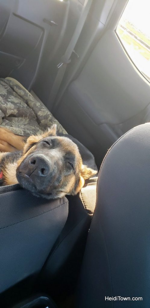 Salida, Colorado is for the Dogs Dog-Friendly Spots Around Town. HeidiTown (19)