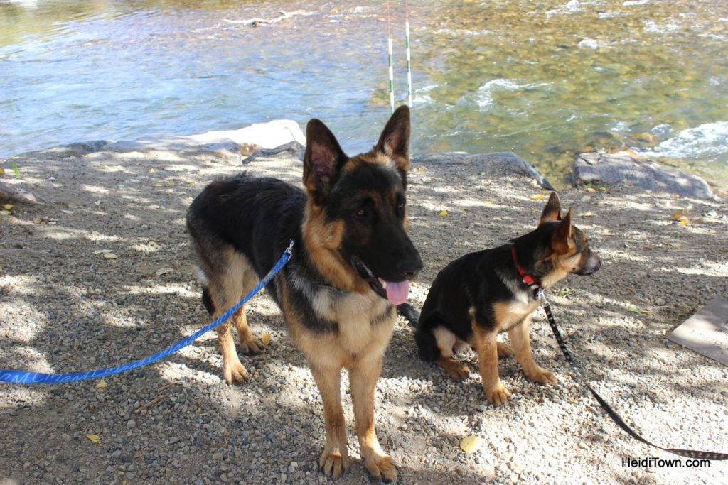 Salida, Colorado is for the Dogs Dog-Friendly Spots Around Town. HeidiTown (21)