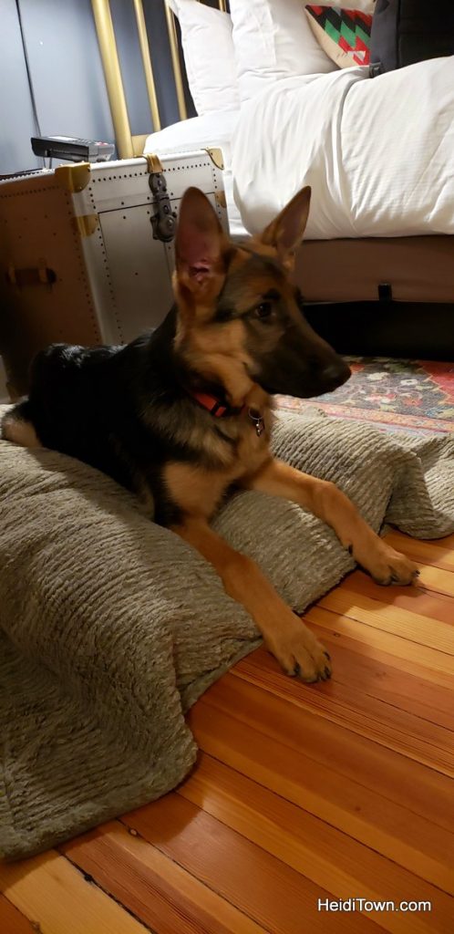 Take Your Furry Friend to Dog-Friendly Fort Collins, Colorado. HeidiTown (5)