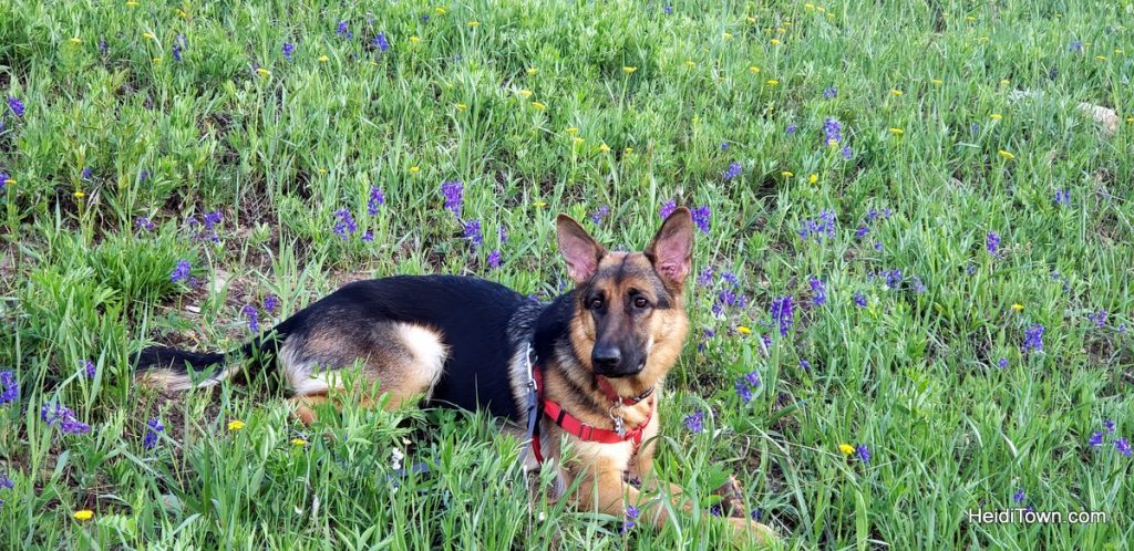 Why to Bring the Dog to Snow Mountain Ranch, Colorado. HeidiTown (4)