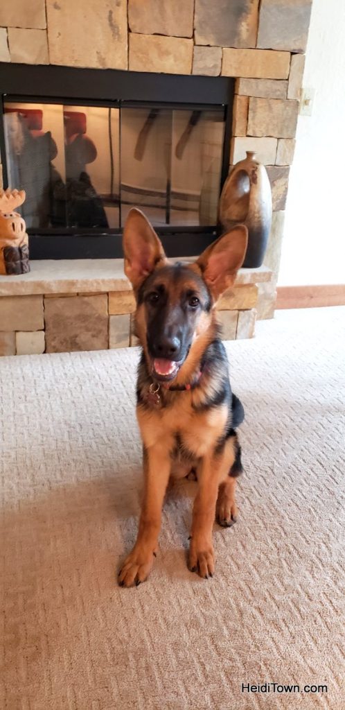 Vail, Colorado is Open for Business Dog-Friendly Lodging. HeidiTown (0)