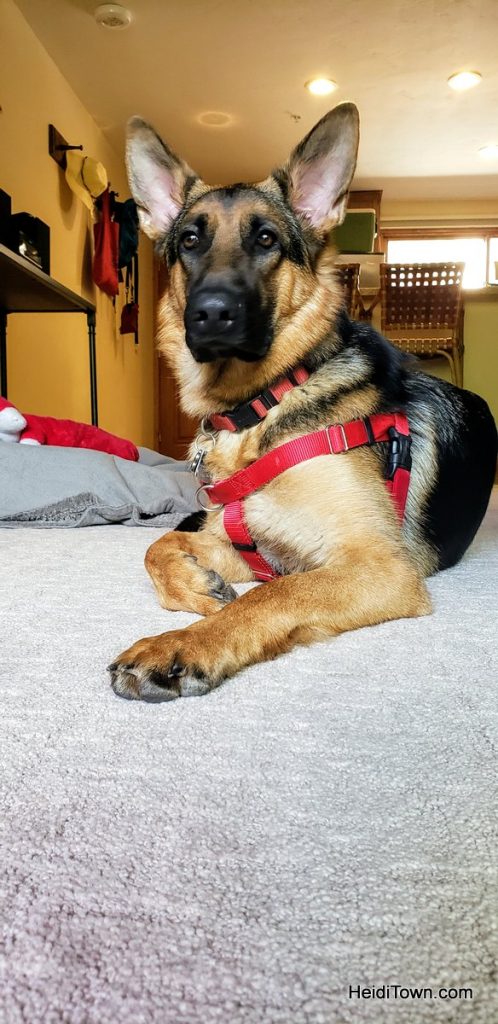 Vail, Colorado is Open for Business Dog-Friendly Lodging. HeidiTown (2)