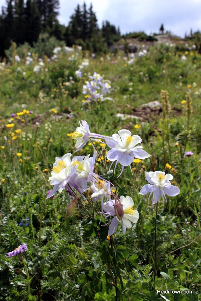 The Snowy Range in Living Color Wildflowers in Wyoming. HeidiTown (16)