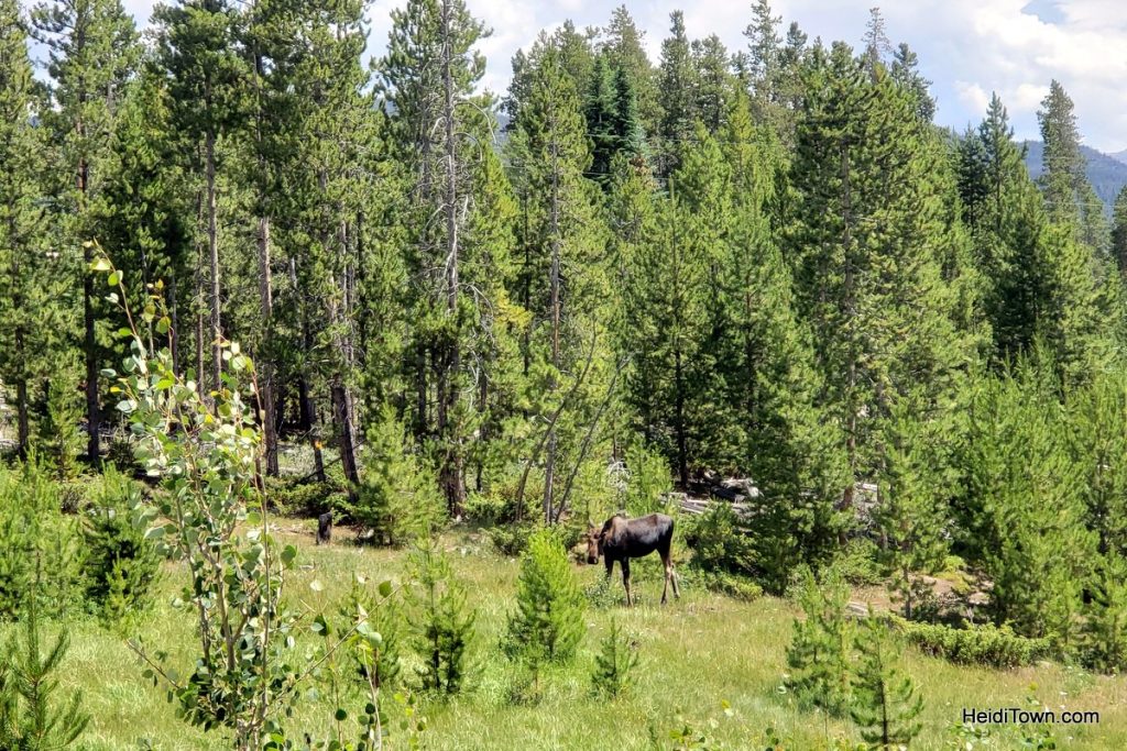 While Not at the Lake in Grand Lake, Colorado Golf. HeidiTown (1)