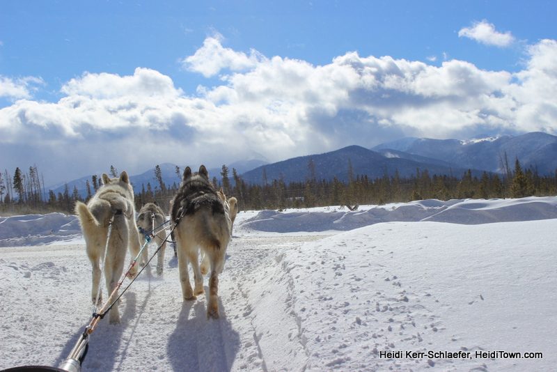 The Mayor’s Travel Memories from the Road (Dog Sledding!)