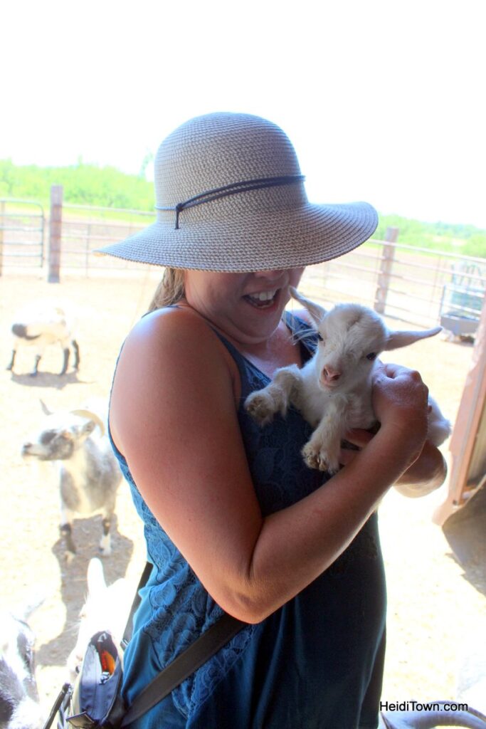 Not a Year in Review. Baby goat at AJ Farms in Belle Fourche, South Dakota. HeidiTown 3