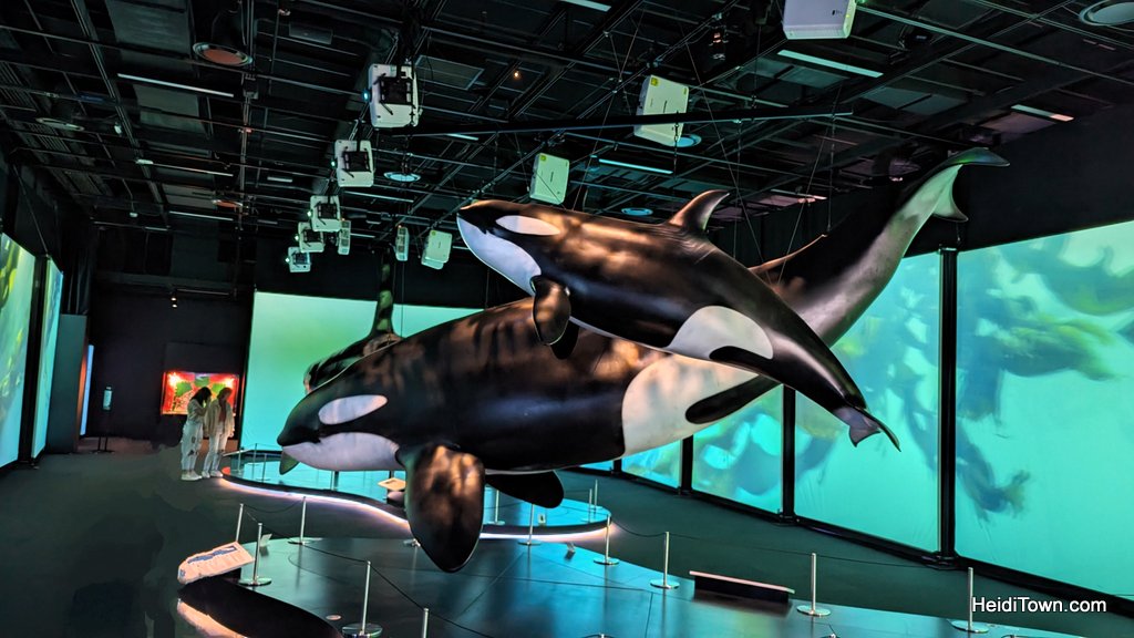 Nostalgia & Education Orcas at the Denver Museum of Science & Nature HeidiTown